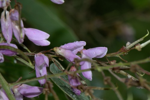 Sunhangia elegans, photograph 6