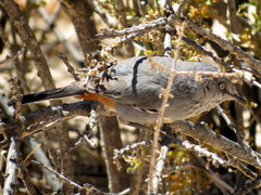 Curruca subcoerulea cinerascens