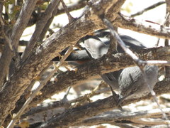 Curruca subcoerulea cinerascens