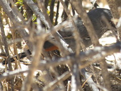 Curruca subcoerulea cinerascens
