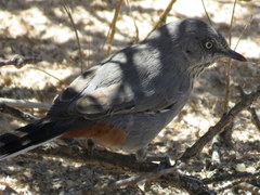 Curruca subcoerulea cinerascens