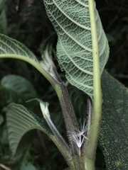 Lippia hirsuta