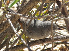 Curruca subcoerulea cinerascens