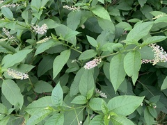 Phytolacca americana
