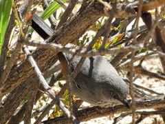 Curruca subcoerulea cinerascens