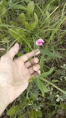 Lathyrus sylvestris