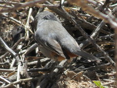 Curruca subcoerulea cinerascens