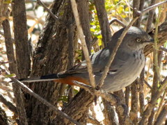 Curruca subcoerulea cinerascens
