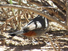 Curruca subcoerulea cinerascens