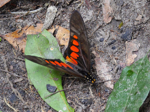 Acraea Swallowtail