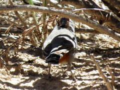 Curruca subcoerulea cinerascens