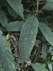 Lippia hirsuta