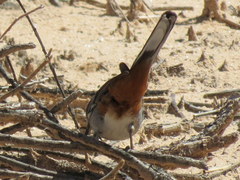 Curruca subcoerulea cinerascens