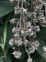 Lippia hirsuta