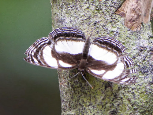 Neptis nicomedes