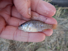 Lepomis humilis