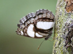 Neptis nicomedes