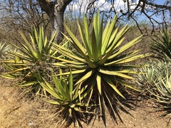 Agave ghiesbreghtii