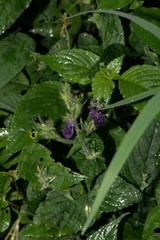 Strobilanthes atropurpurea