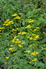 Senecio squalidus rupestris
