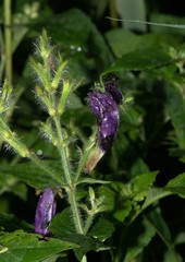 Strobilanthes atropurpurea