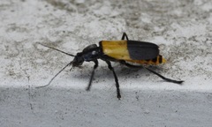 Chauliognathus tripartitus