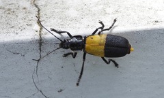 Chauliognathus tripartitus