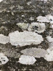 Lecanora albella