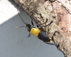 Chauliognathus tripartitus