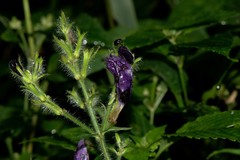 Strobilanthes atropurpurea