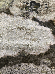 Lecanora albella
