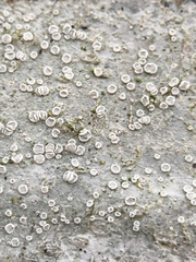 Lecanora albella