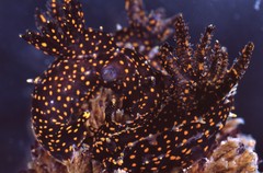 Polycera alabe