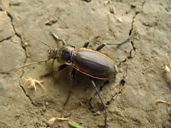 Carabus violaceus aurolimbatus