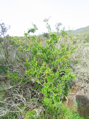 Anisomeria littoralis