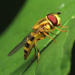 Syrphus knabi