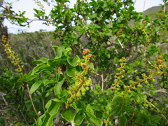 Anisomeria littoralis