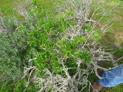 Anisomeria littoralis