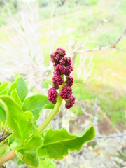 Anisomeria littoralis