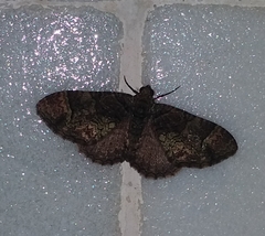 Microcalcarifera obscura