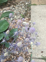 Eryngium planum