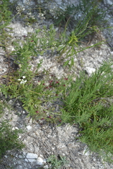 Scrophularia cretacea