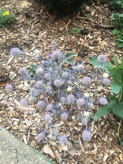 Eryngium planum