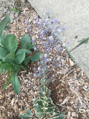 Eryngium planum