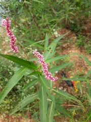 Persicaria glabra