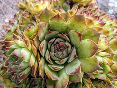 Sempervivum tectorum