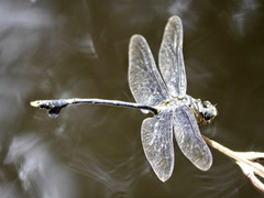 Ictinogomphus regisalberti