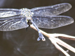 Ictinogomphus regisalberti