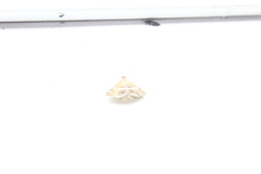 Hymeniini