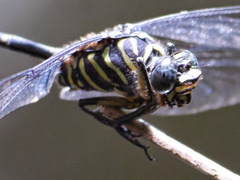 Ictinogomphus regisalberti
